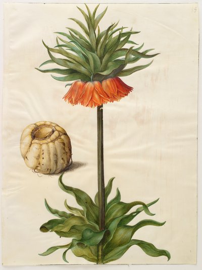 Fritillaria imperialis da Hans Simon Holtzbecker